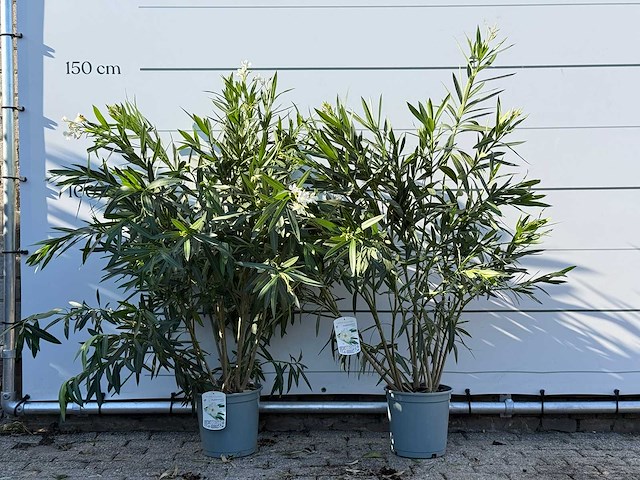 2x oleander wit - nerium oleander - hoogte ca. 140 cm - afbeelding 1 van  4