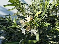 2x oleander wit - nerium oleander - hoogte ca. 140 cm - afbeelding 4 van  4