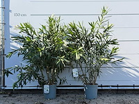 2x oleander wit - nerium oleander - hoogte ca. 140 cm - afbeelding 1 van  4