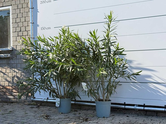 2x oleander wit - nerium oleander - hoogte ca. 140 cm - afbeelding 2 van  4