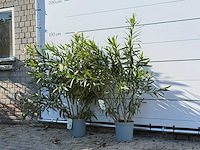 2x oleander wit - nerium oleander - hoogte ca. 140 cm - afbeelding 2 van  4