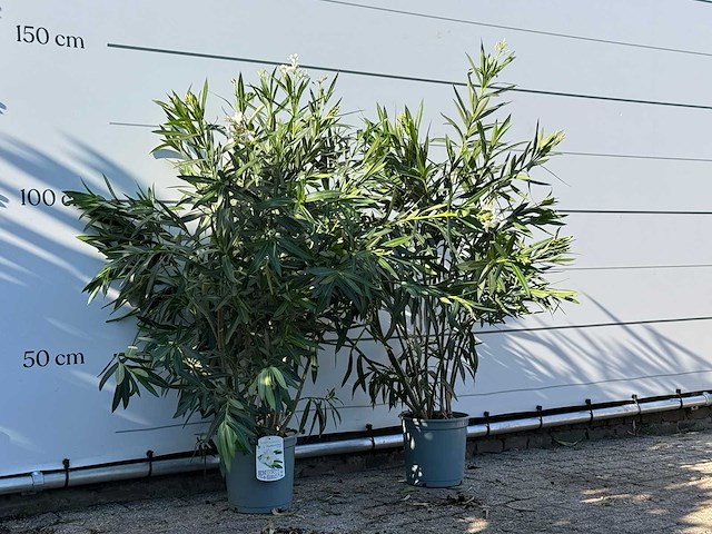 2x oleander wit - nerium oleander - hoogte ca. 140 cm - afbeelding 2 van  3