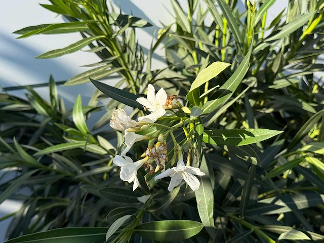 2x oleander wit - nerium oleander - hoogte ca. 140 cm - afbeelding 3 van  3