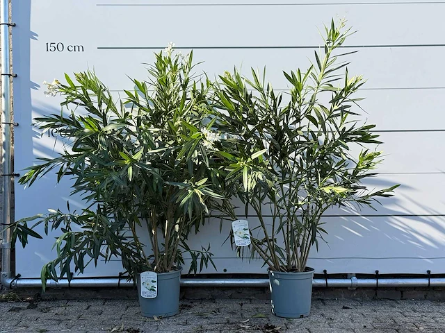 2x oleander wit - nerium oleander - hoogte ca. 140 cm - afbeelding 1 van  4