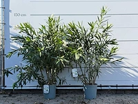 2x oleander wit - nerium oleander - hoogte ca. 140 cm - afbeelding 1 van  4