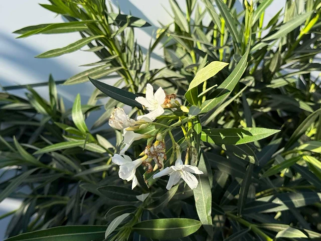 2x oleander wit - nerium oleander - hoogte ca. 140 cm - afbeelding 4 van  4