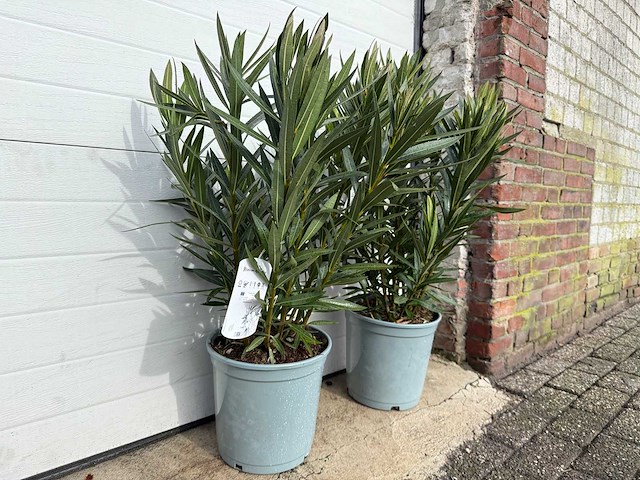 2x oleander wit - nerium oleander - hoogte ca. 80 cm - afbeelding 2 van  3