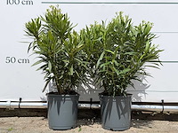 2x oleander wit - nerium oleander - hoogte ca. 80 cm - afbeelding 1 van  3