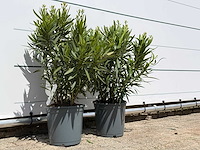 2x oleander wit - nerium oleander - hoogte ca. 80 cm - afbeelding 2 van  3