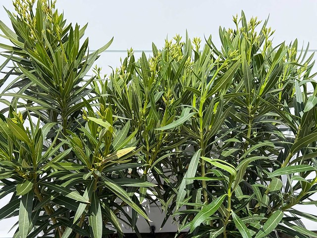 2x oleander wit - nerium oleander - hoogte ca. 80 cm - afbeelding 3 van  3