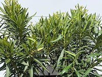 2x oleander wit - nerium oleander - hoogte ca. 80 cm - afbeelding 3 van  3