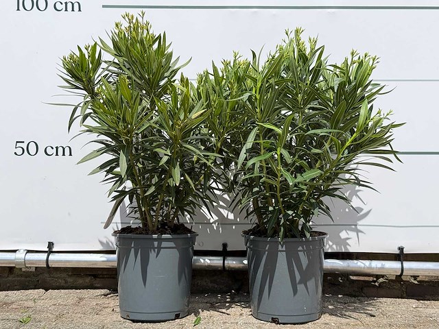 2x oleander wit - nerium oleander - hoogte ca. 80 cm - afbeelding 1 van  6
