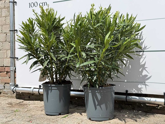2x oleander wit - nerium oleander - hoogte ca. 80 cm - afbeelding 2 van  6
