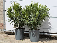 2x oleander wit - nerium oleander - hoogte ca. 80 cm - afbeelding 2 van  6
