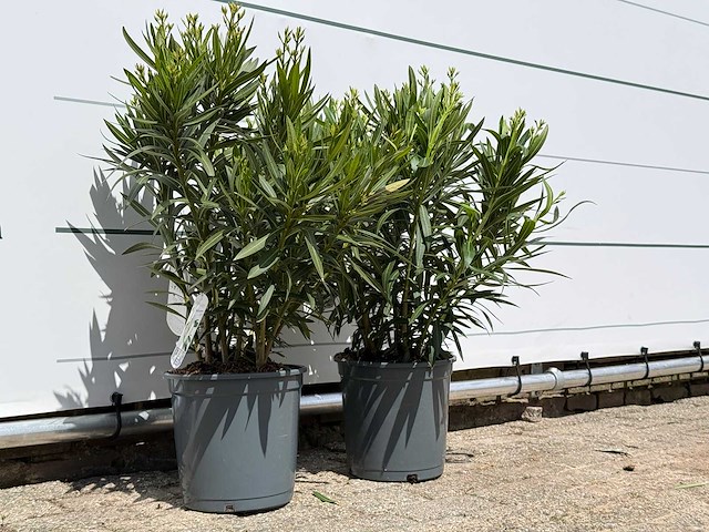 2x oleander wit - nerium oleander - hoogte ca. 80 cm - afbeelding 3 van  6