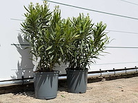 2x oleander wit - nerium oleander - hoogte ca. 80 cm - afbeelding 3 van  6