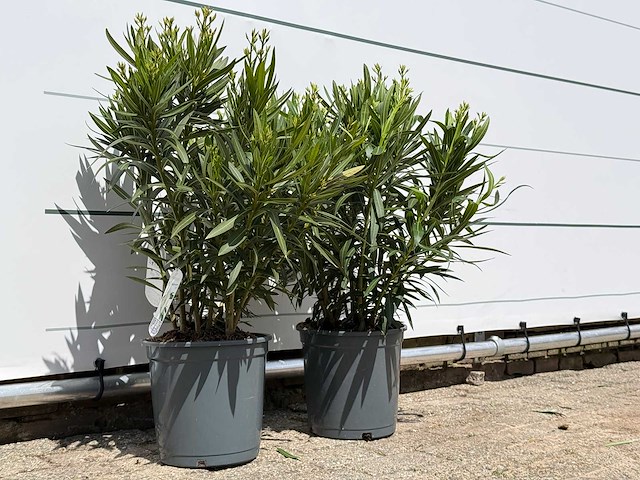 2x oleander wit - nerium oleander - hoogte ca. 80 cm - afbeelding 4 van  6