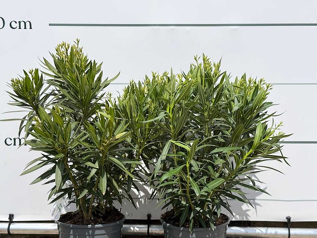2x oleander wit - nerium oleander - hoogte ca. 80 cm - afbeelding 6 van  6