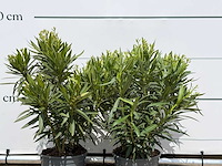 2x oleander wit - nerium oleander - hoogte ca. 80 cm - afbeelding 6 van  6