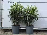 2x oleander wit - nerium oleander - hoogte ca. 80 cm - afbeelding 1 van  4