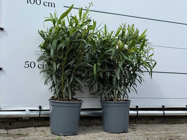 2x oleander wit - nerium oleander - hoogte ca. 80 cm - afbeelding 4 van  4