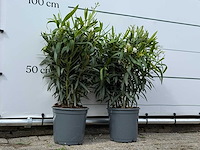 2x oleander wit - nerium oleander - hoogte ca. 80 cm - afbeelding 4 van  4