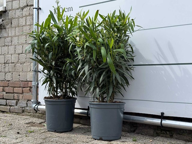 2x oleander wit - nerium oleander - hoogte ca. 80 cm - afbeelding 2 van  4