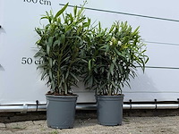 2x oleander wit - nerium oleander - hoogte ca. 80 cm - afbeelding 3 van  4