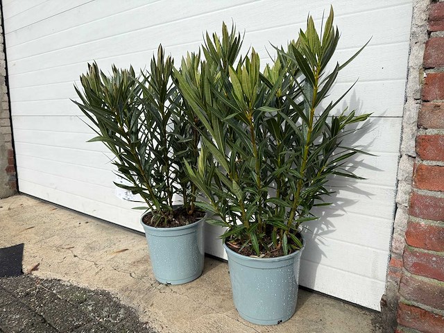 2x oleander zalm - nerium oleander - hoogte ca. 60 cm - afbeelding 2 van  4