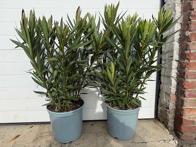 2x oleander zalm - nerium oleander - hoogte ca. 60 cm - afbeelding 1 van  4