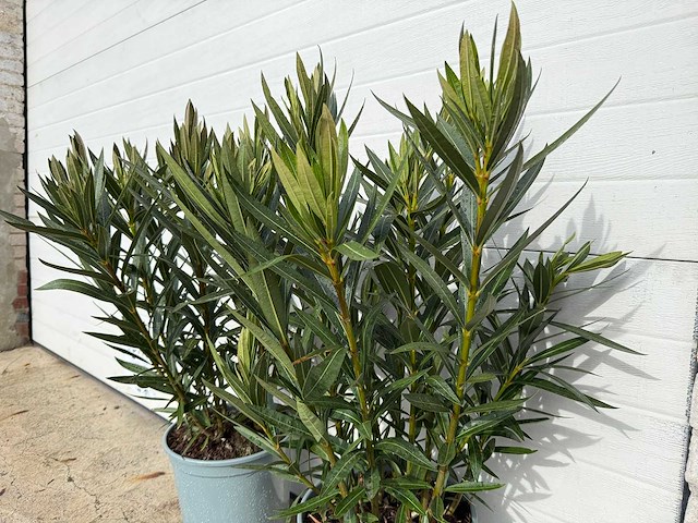 2x oleander zalm - nerium oleander - hoogte ca. 70 cm - afbeelding 2 van  2