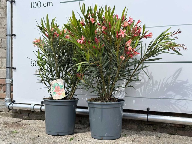 2x oleander zalm - nerium oleander - hoogte ca. 80 cm - afbeelding 2 van  8
