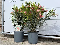 2x oleander zalm - nerium oleander - hoogte ca. 80 cm - afbeelding 2 van  8
