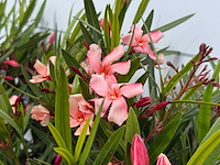 2x oleander zalm - nerium oleander - hoogte ca. 80 cm - afbeelding 4 van  8