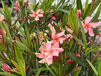 2x oleander zalm - nerium oleander - hoogte ca. 80 cm - afbeelding 5 van  8