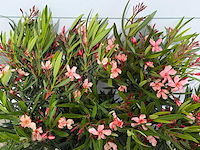 2x oleander zalm - nerium oleander - hoogte ca. 80 cm - afbeelding 6 van  8