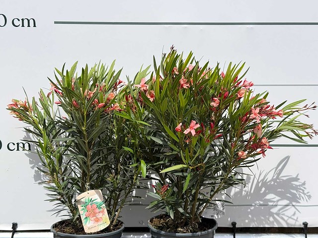 2x oleander zalm - nerium oleander - hoogte ca. 80 cm - afbeelding 8 van  8