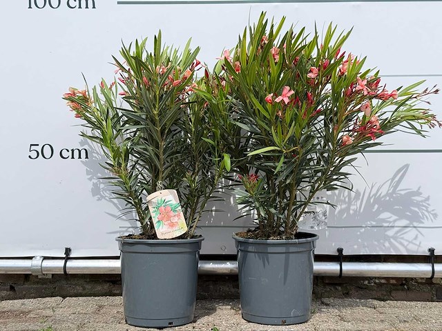 2x oleander zalm - nerium oleander - hoogte ca. 80 cm - afbeelding 1 van  8