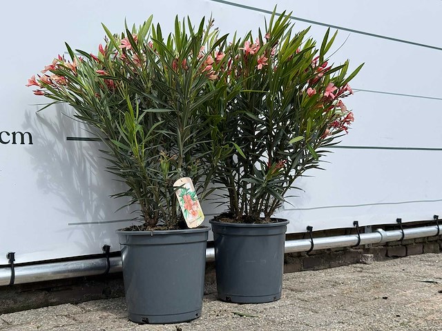2x oleander zalm - nerium oleander - hoogte ca. 80 cm - afbeelding 3 van  8