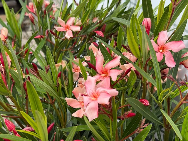 2x oleander zalm - nerium oleander - hoogte ca. 80 cm - afbeelding 5 van  8