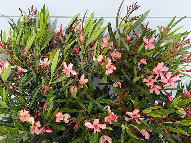 2x oleander zalm - nerium oleander - hoogte ca. 80 cm - afbeelding 6 van  8