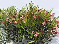 2x oleander zalm - nerium oleander - hoogte ca. 80 cm - afbeelding 7 van  8