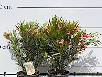 2x oleander zalm - nerium oleander - hoogte ca. 80 cm - afbeelding 8 van  8