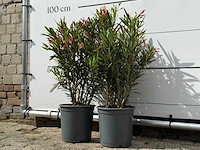 2x oleander zalm - nerium oleander - hoogte ca. 80 cm - afbeelding 2 van  3