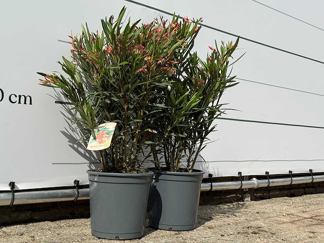 2x oleander zalm - nerium oleander - hoogte ca. 80 cm - afbeelding 3 van  3