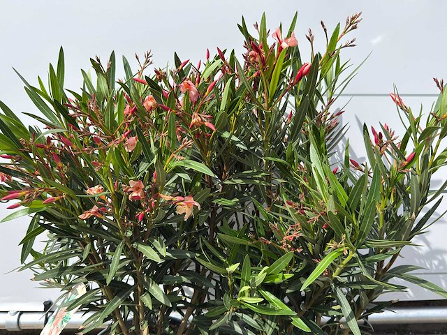 2x oleander zalm - nerium oleander - hoogte ca. 80 cm - afbeelding 2 van  2