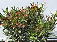 2x oleander zalm - nerium oleander - hoogte ca. 80 cm - afbeelding 2 van  2