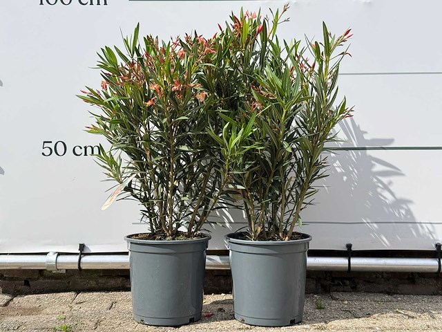 2x oleander zalm - nerium oleander - hoogte ca. 80 cm - afbeelding 1 van  4