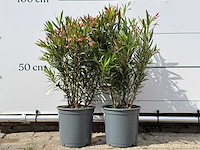 2x oleander zalm - nerium oleander - hoogte ca. 80 cm - afbeelding 1 van  4