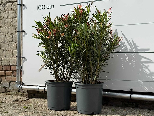 2x oleander zalm - nerium oleander - hoogte ca. 80 cm - afbeelding 2 van  4
